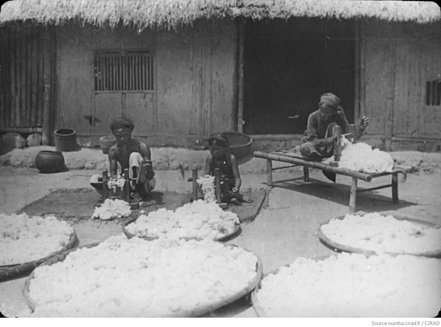 Photo en extérieur. Famille indochinoise entrain d'égrener le coton, à la méthode indigène, à l'aide d'un égreneur en bois dans la cour de leur maison.;