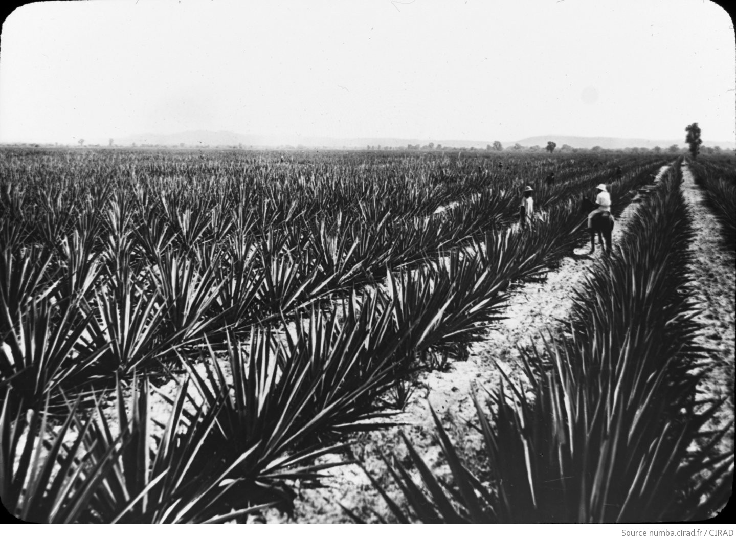 Photo en extérieur. Entretien par un ouvrier agricole des pieds de sisal dans une plantation au Soudan français. Le sisal fut introduit au Soudan français (actuel Mali), dans la région de Bamako, en 1899. En 1921, 
