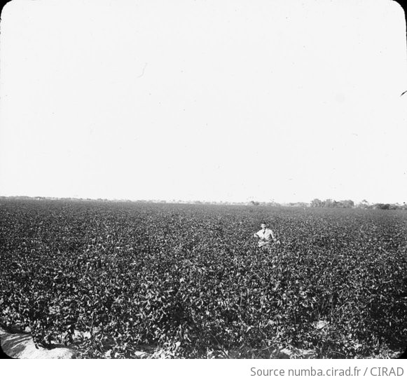 champ de cotonnier