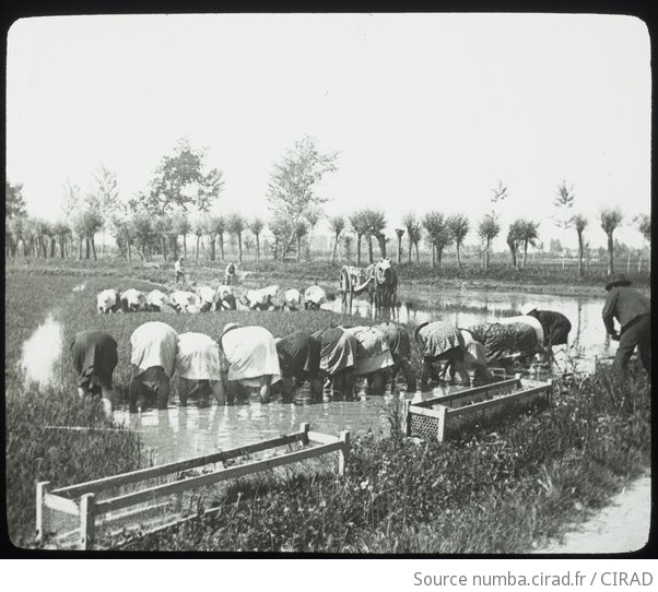 Opération préalable à la mise en place d'une rizière par repiquage : l ...
