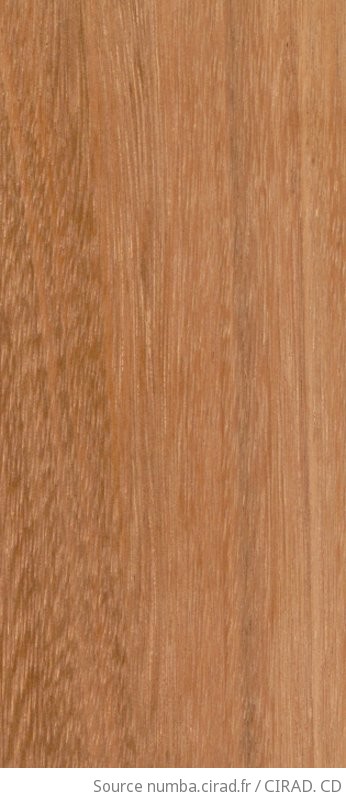 Collection de bois de la Xylothèque du Cirad. Bois de Guyane. Mora ...