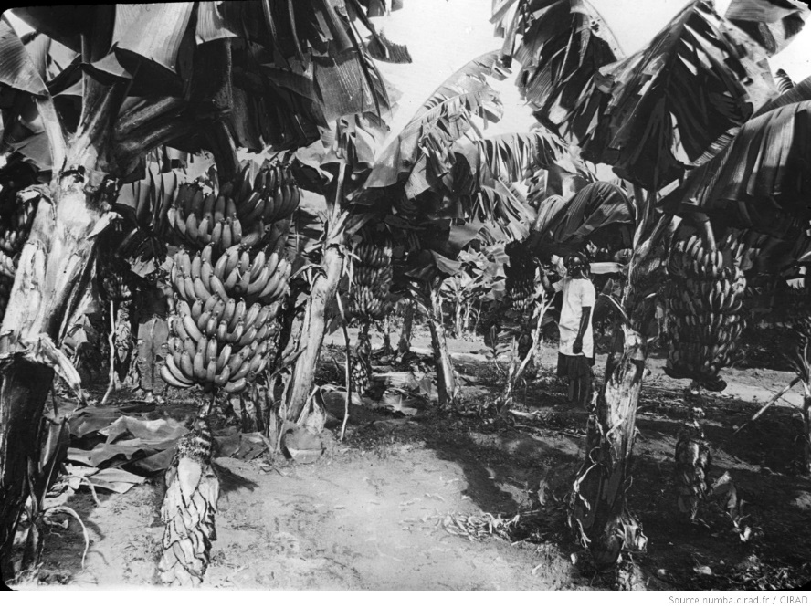 Bananeraie en Guinée française