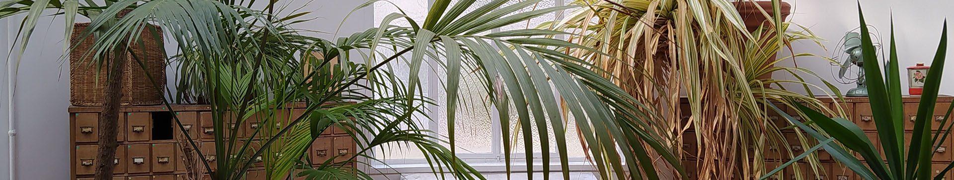 Bandeau représentant une partie de la bibliothèque historique située à Nogent sur Marne (casier en bois, plantes sous la verrière)