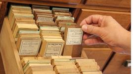 Echantillons de bois de la Xylothèque