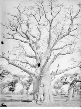 Baobab géant / Jean Stirbo