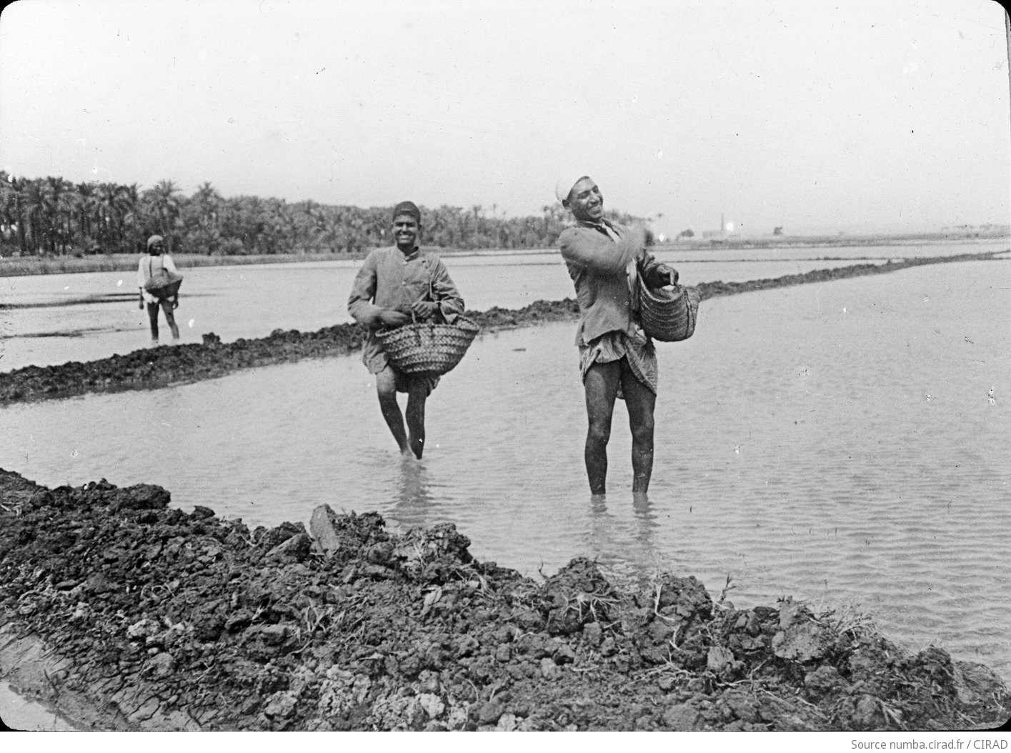 plaque de verre semi du riz numérisée