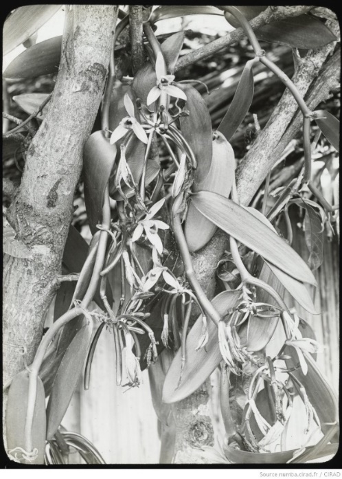 Liane de vanille en fleurs à Madagascar